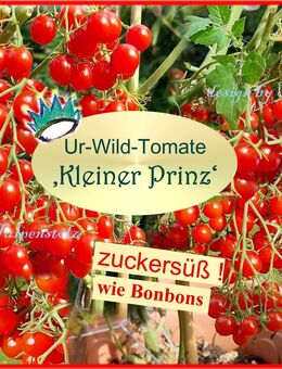 ♥ UR Tomate ' Kleiner Prinz ' ROT,1000 Früchte,süß wie Bonbons Gemüse Samen Tulpenstolz Mini Tomate Wildtomate,alte samenfeste Sorte - Hamburg