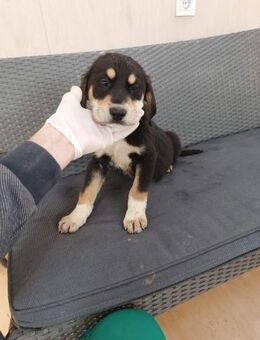 ❤️Amadeus - Hoffnung für 5 Geschwister - Eutingen (Gäu)