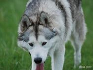 Biete Alaskan Malamute Deckrüde - Neustadt (Weinstraße)