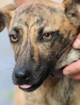 Kiwi - fröhlich u. zutraulich - Lohra