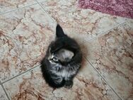 Maine Coon Kitten (einmaliger Wurf) - Balgheim