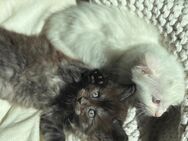 Zwei Maine Coon Kitten suchen Zuhause - Dinkelscherben