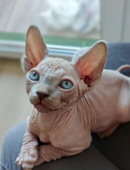 Canadien Sphynx Kater - Bad Sassendorf
