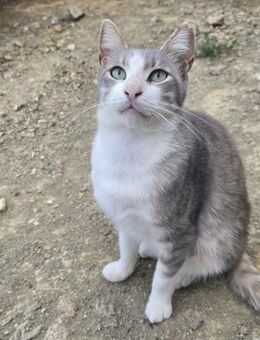 Asher - sammelt Streicheleinheiten - Kirchheim (München)