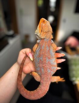 Farb-Bartagamen Nachwuchs Pogona Vitticeps - Hünfeld (Konrad-Zuse-Stadt) Zentrum