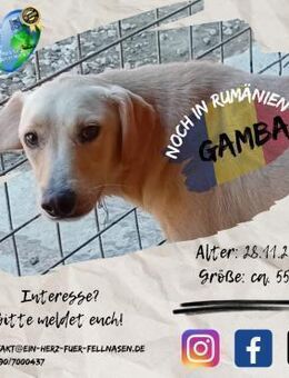 GAMBA - findet ihn (S)EINE Familie? - Waakirchen
