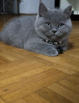 Baby Britisch Katze - Ludwigshafen (Rhein)