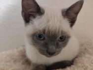 Thai Siam Kitten Kater - Hockenheim