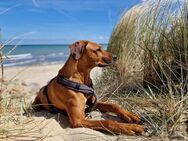 Rhodesian Ridgeback Hündin - Norderstedt