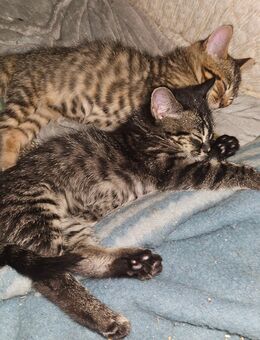 Bengal x blue BKH - Risum-Lindholm