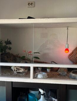 3 Leopardgeckos mit Terrarium und Zubehör - Mittenaar