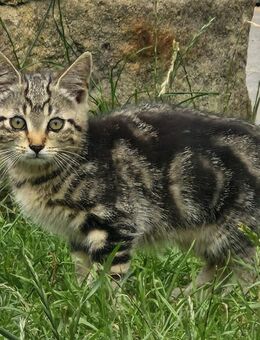Katzen abzugeben - Eichenzell