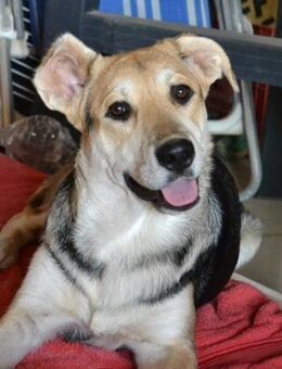 Herzensbrecher Kaami sucht seine Familie - Mettmann