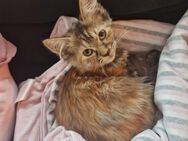 Katze von Main Coon mutter - Offenbach (Main)