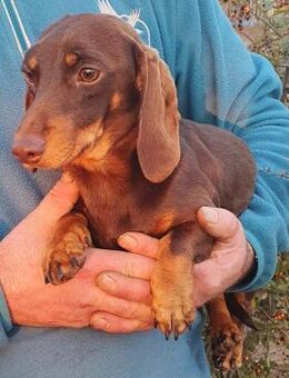 Ricsike° - Wolfhagen