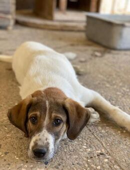 Carlos - der Clown - Beckingen