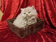 BKH/BLH Kitten mit dem Stammbaum - Dortmund