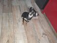 6 Monate junge chihuahua Dame sucht Liebevolles zuhause in 38820