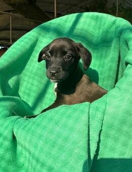 Ombra- typisch verspieltes Welpenmädchen - Velbert