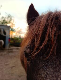 Dunkelbraune (mit Pangare) Shetlandpony Stute - Grabenstätt