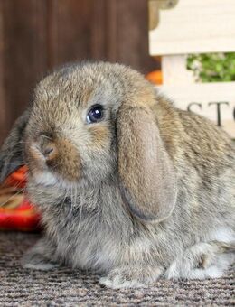 Kleine Zwergwidder Kaninchen Hasen Jungtiere vom Züchter - Büchlberg