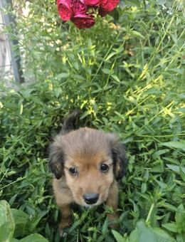 ALFIE - Welpe sucht Glück - München