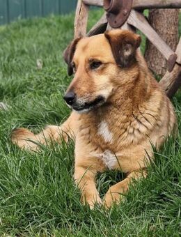 Joe - Freundlicher Rüde sucht Familie - Berlin