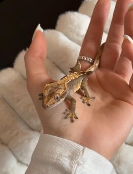 Kronengecko abzugeben - Nordhorn