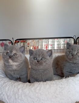 BKH-Kitten in blue und blue-tortie ( Stammbaum)! - Zirndorf