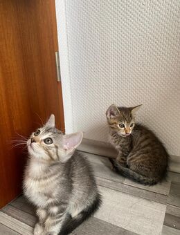 Kätzchen Katzenbabys - Bochum