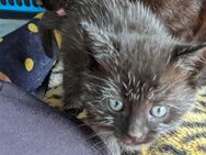 2 Babykatzen suchen liebevolles zu Hause - Freystadt