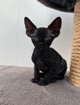 Zwei Sphynx Elfensphynx suchen ab sofort ein liebevolles Zuhause ❤️ - Molbergen