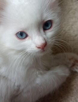 Wunderschöne Türkisch Angora Kitten mit Neva Masquarade - Ragdoll Mix - Filderstadt
