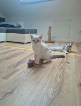 Zuckersüß BKH Kitten - Köln