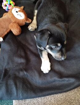 Hund zu verkaufen - Dortmund Brechten