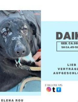 Daiko - der perfekte Familien(jung)hund - Rambin