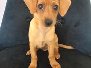 Charly sucht ein liebevolles Zuhause - Pforzheim