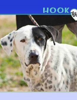 Hook - sucht sein Glück! - Alfeld (Leine)