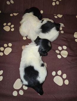 Noch zwei super süße Pekingnese Welpen Rüden - Goldebek