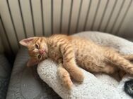Bezaubernde Kätzchen suche neues Zuhause - Bensheim