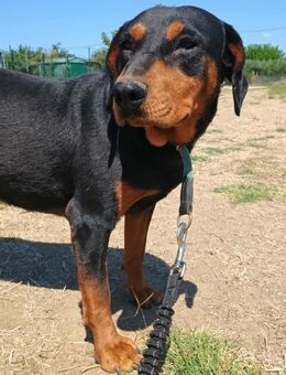 RODOULA - sanfte Seele sucht Zuhause - Aerzen