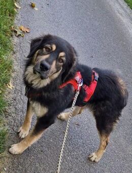 Aramis 💗 wartet in 31812 Bad Pyrmont - Hamburg