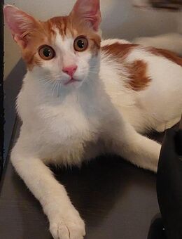 Taz 🐾 schaut immer wieder verdutzt - Kirchheim (München)