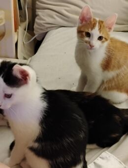 Zwei fröhliche Katzenbabies - Berlin