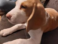 Beagle abzugeben - Rielasingen-Worblingen