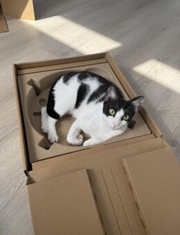 Anhängliche Katze SUKI sucht ihr Zuhause - Berlin