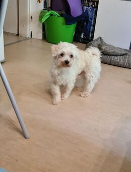 Malteser in gute Hände zu verkaufen - Mannheim