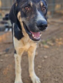 Kiyan - lieber, sanfter Hundejunge - Mettmann