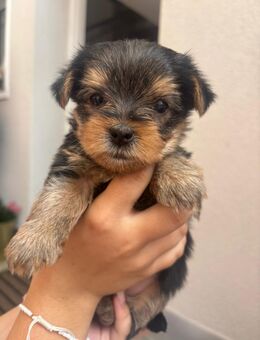 Yorkshire-terrier welpen - Gersau
