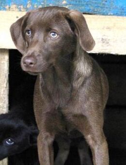 Othello -42 cm- ist ein zuckersüßer Kerl - Karben